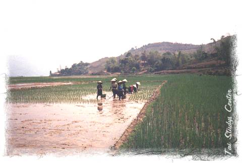 Rice paddies in Muang Tai.
